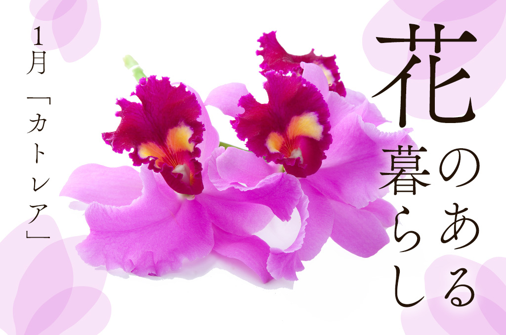 【花のある暮らし】1月号：カトレア