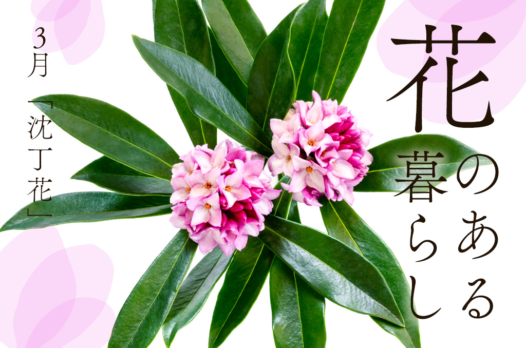 【花のある暮らし】3月号：沈丁花
