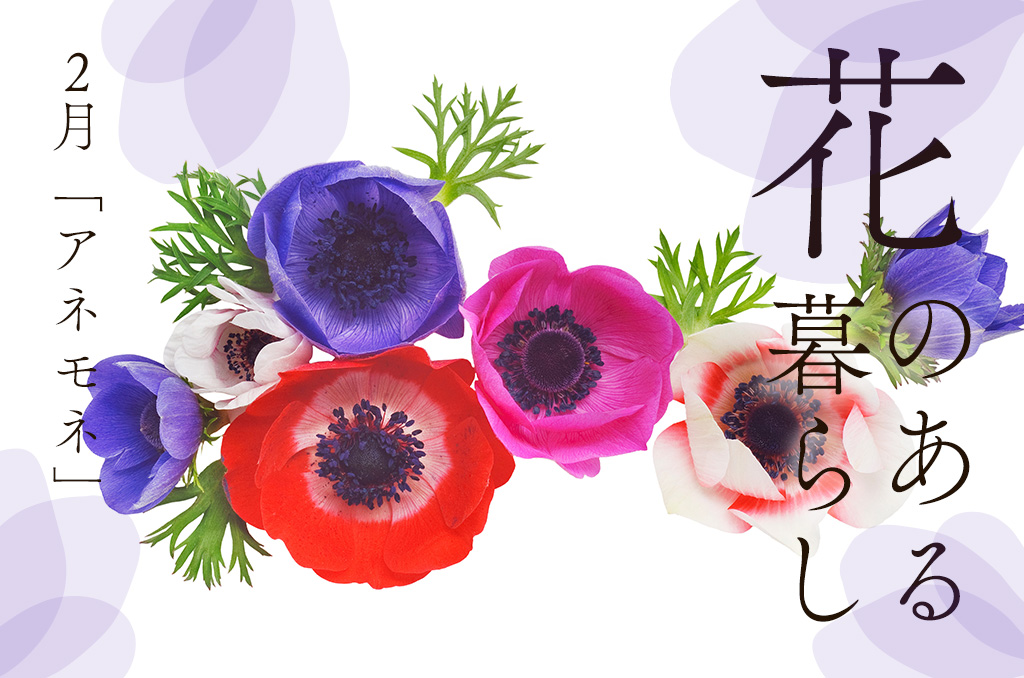 【花のある暮らし】2月号：アネモネ
