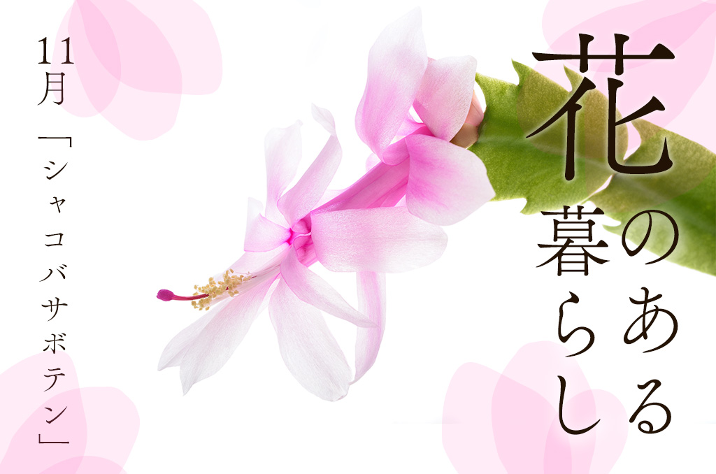 【花のある暮らし】11月号：シャコバサボテン