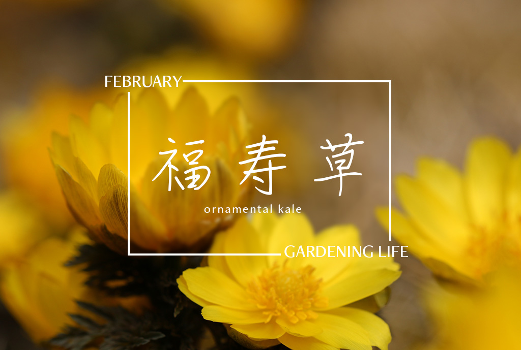 【花のある暮らし】2月号：福寿草（ふくじゅそう）