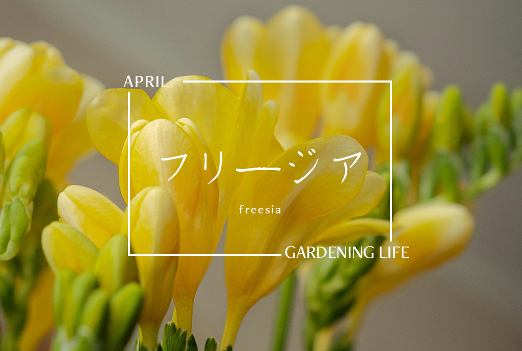 【花のある暮らし】4月号：フリージア